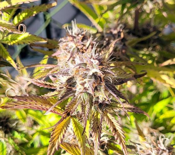 Holy Cow - Cred Jungle Punch. Week 10