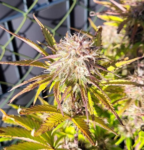 Holy Cow - Cred Jungle Punch. Week 10