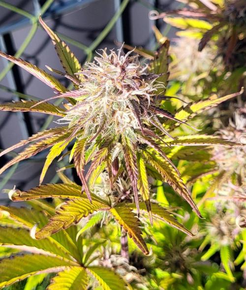 Holy Cow - Cred Jungle Punch. Week 10