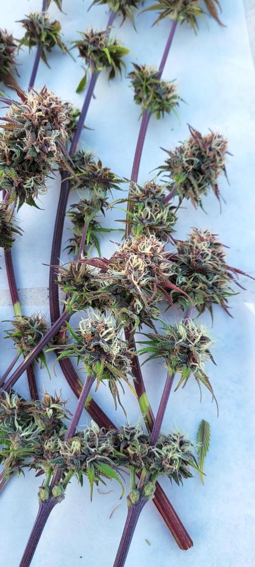 Holy Cow - Cred Jungle Punch. Week 10