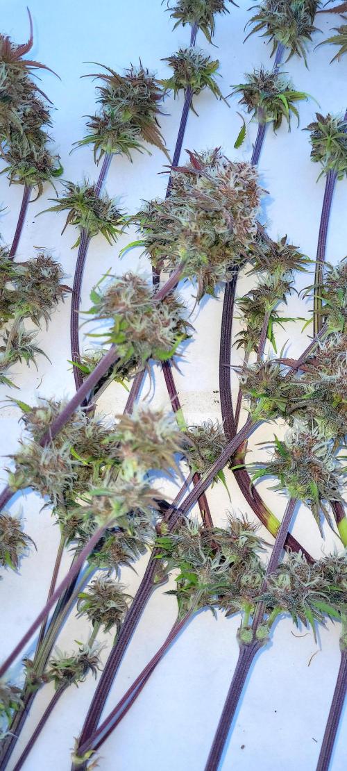 Holy Cow - Cred Jungle Punch. Week 10