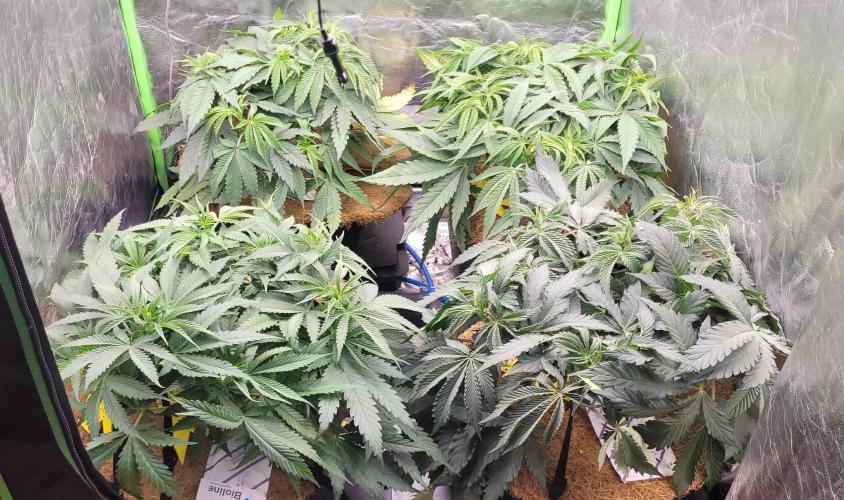 LEXX: Into the Dark Zone. Week 8 - Before ScroG