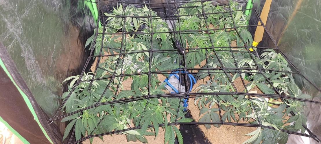 LEXX: Into the Dark Zone. Week 8 - ScroG lights off