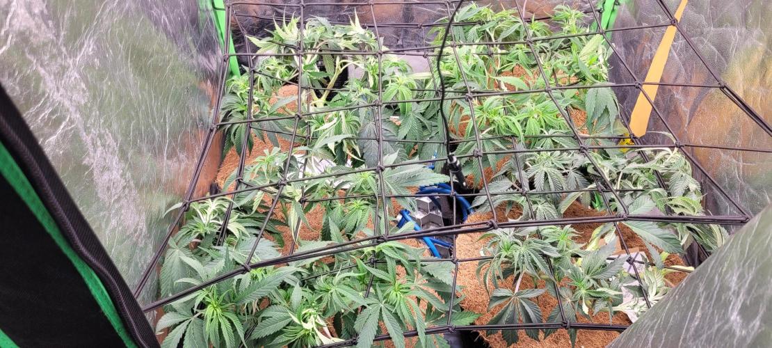 LEXX: Into the Dark Zone. Week 8 - ScroG
