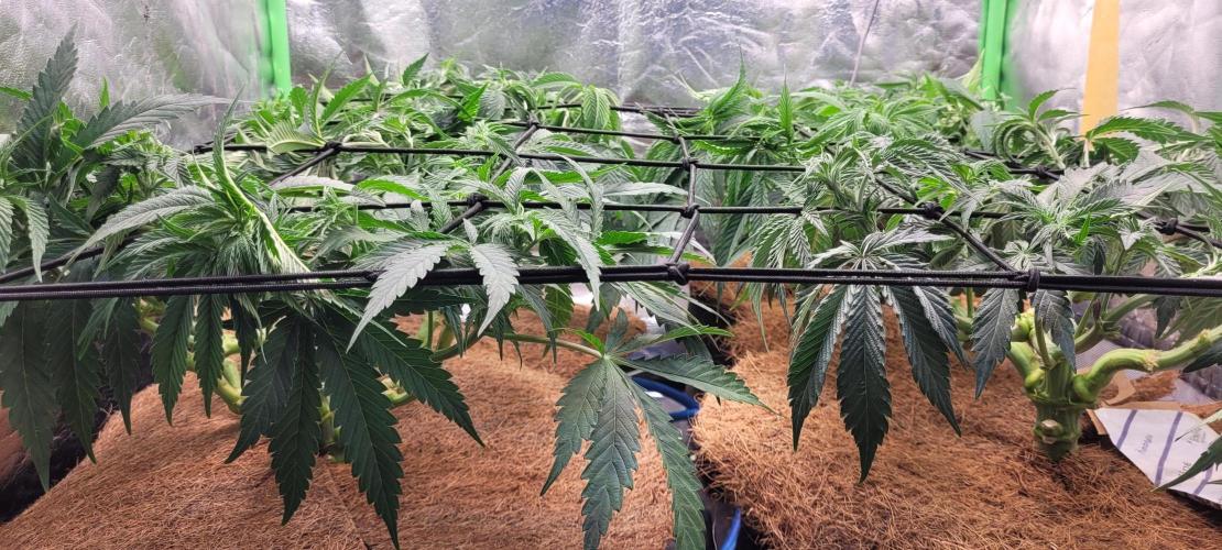 LEXX: Into the Dark Zone. Week 8 - ScroG