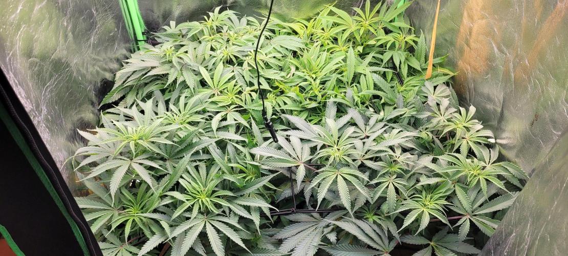 LEXX: Into the Dark Zone. Week 11 - D4 - before defoliation
