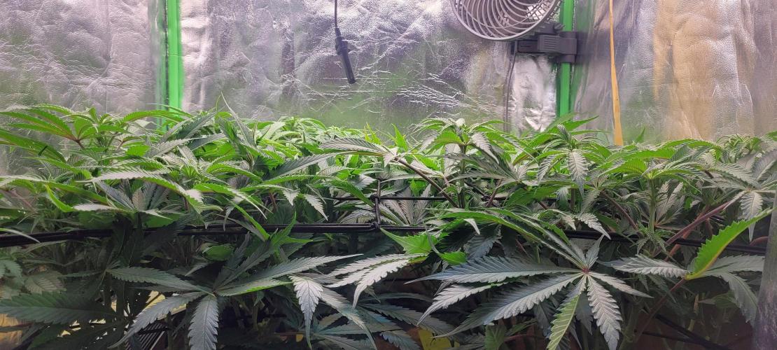 LEXX: Into the Dark Zone. Week 11 - D4 - before defoliation