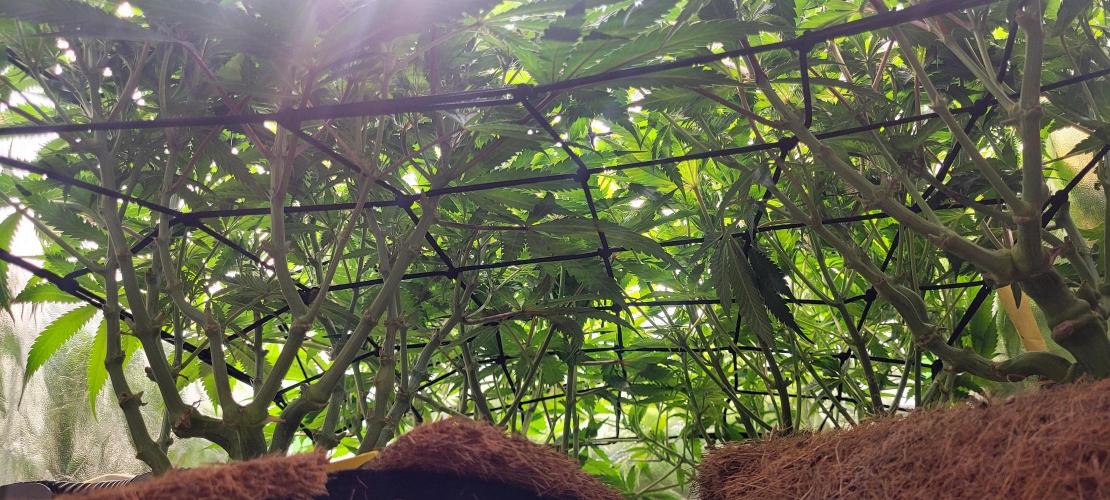 LEXX: Into the Dark Zone. Week 11 - D4 - before defoliation