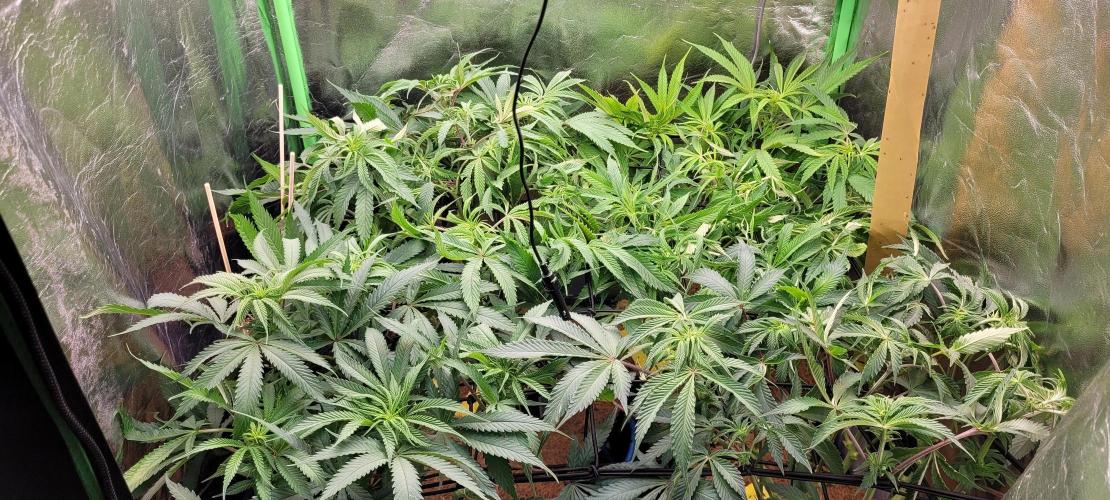 LEXX: Into the Dark Zone. Week 11 - D4 - after defoliation