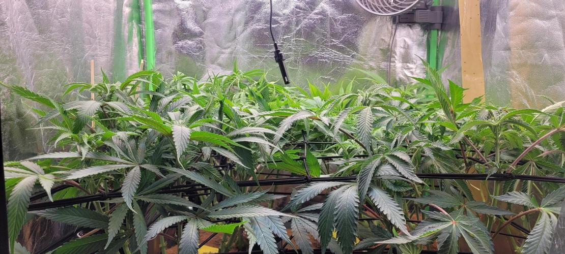 LEXX: Into the Dark Zone. Week 11 - D4 - after defoliation