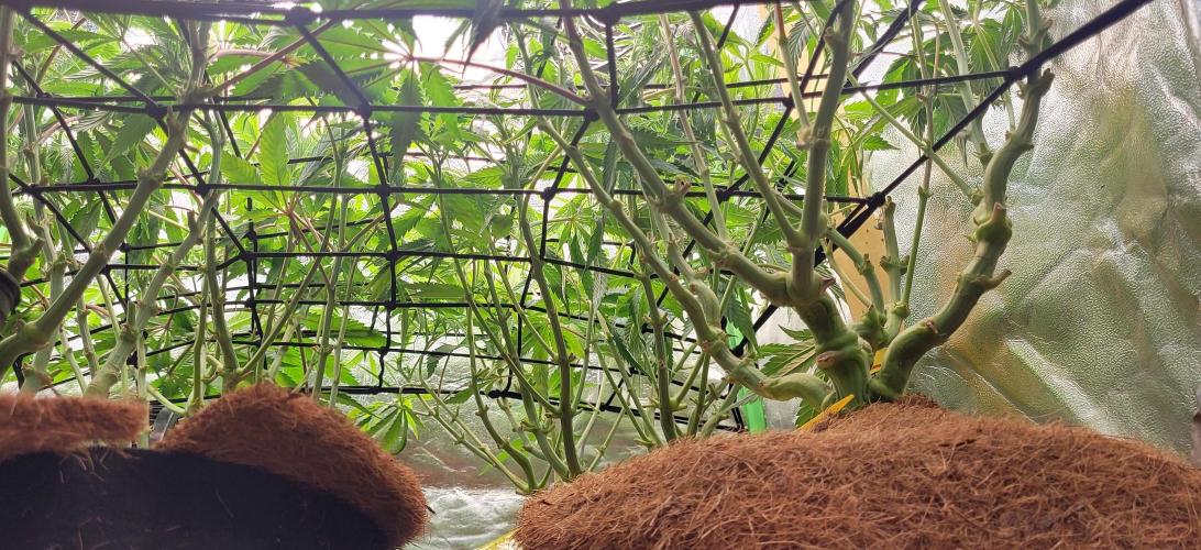 LEXX: Into the Dark Zone. Week 11 - D4 - after defoliation