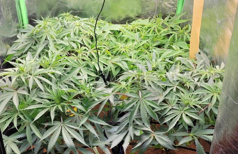 LEXX: Into the Dark Zone. Week 11 - D4 - after defoliation