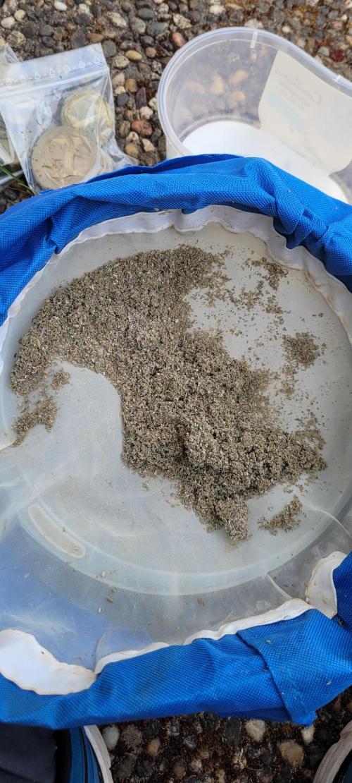 Holy Cow - Cred Jungle Punch. Week 10 - Dry sift