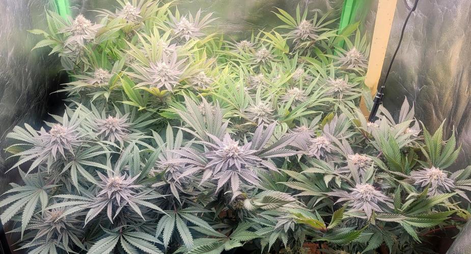 LEXX: Into the Dark Zone. Week 15 - Before defoliation