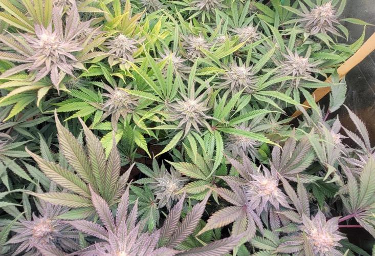 LEXX: Into the Dark Zone. Week 15 - Before defoliation