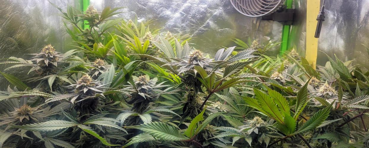 LEXX: Into the Dark Zone. Week 15 - Before defoliation