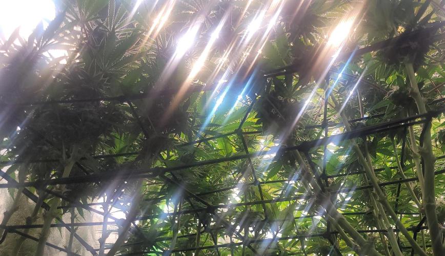 LEXX: Into the Dark Zone. Week 15 - Before defoliation