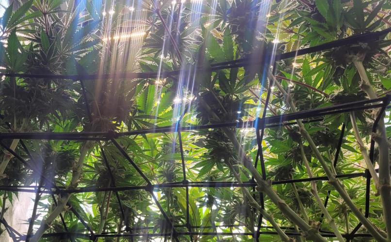 LEXX: Into the Dark Zone. Week 15 - Before defoliation
