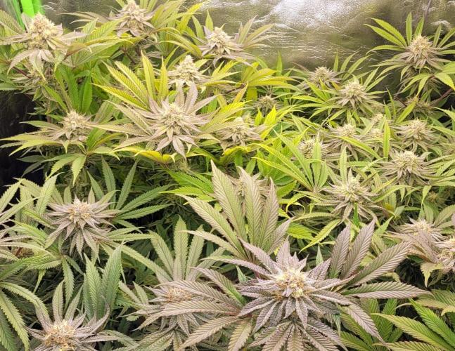 LEXX: Into the Dark Zone. Week 15 - After defoliation