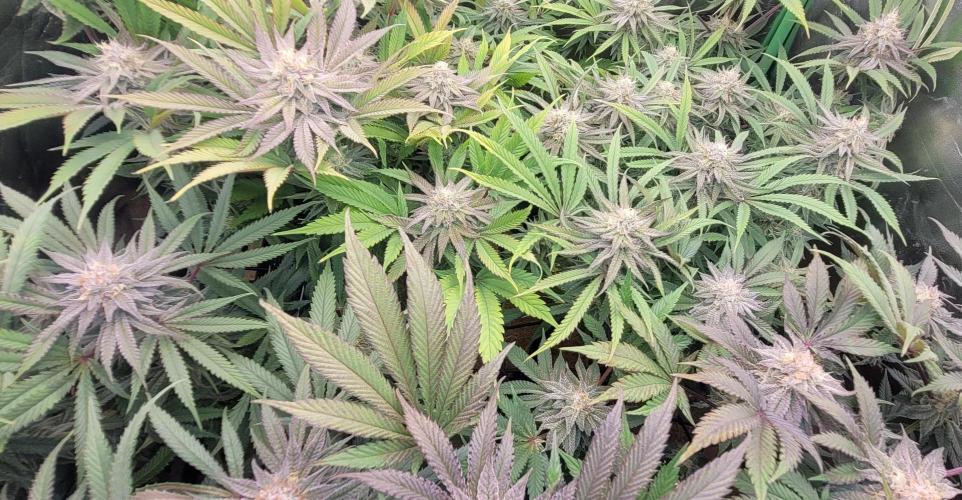 LEXX: Into the Dark Zone. Week 15 - After defoliation