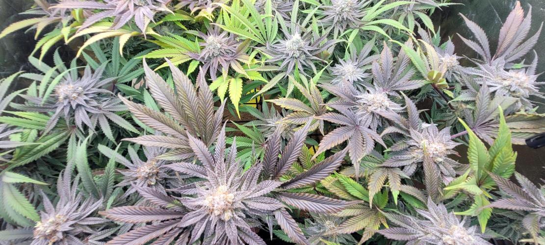 Blackwater. Week 16