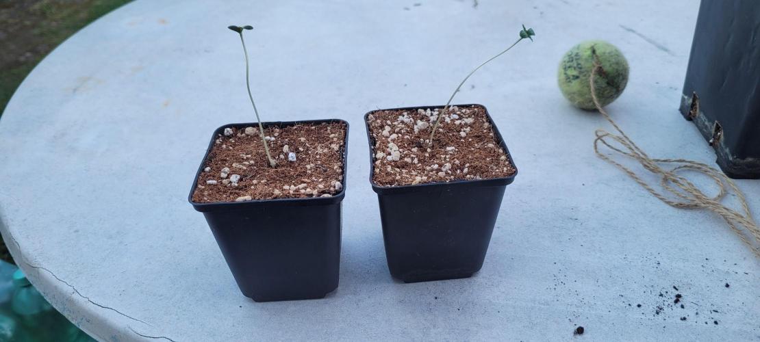 Firestarter - Born to Burn. Week 0