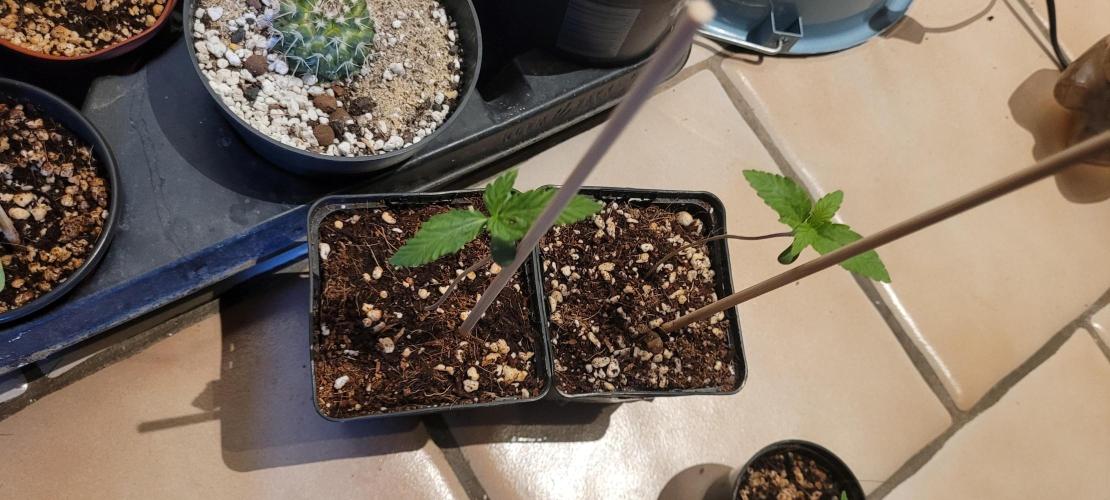 Firestarter - Born to Burn. Week 1