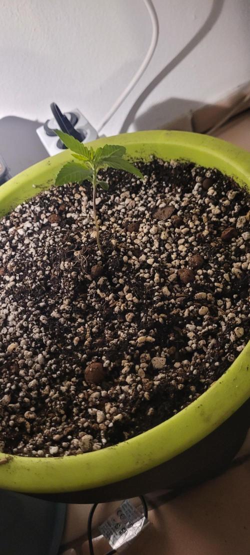 Firestarter - Born to Burn. Week 1