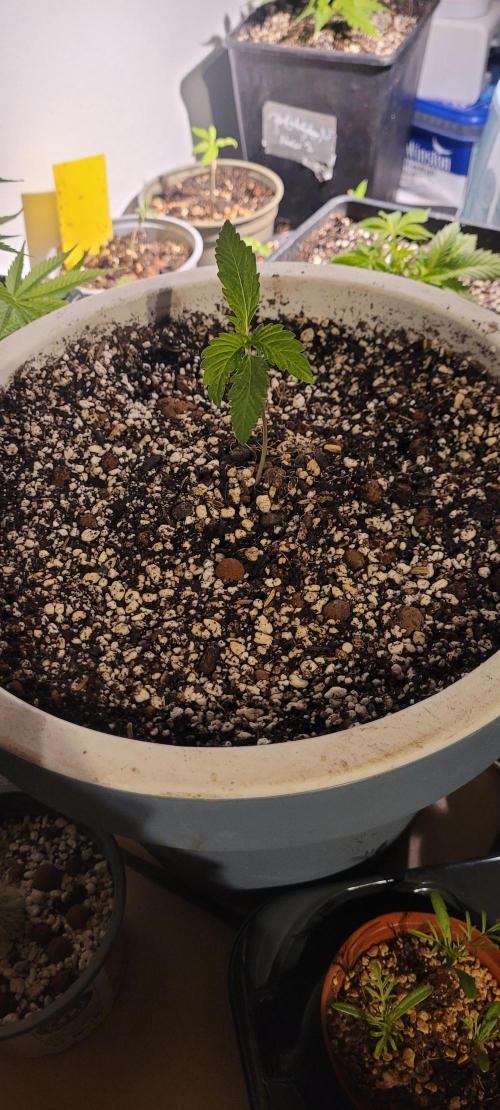 Firestarter - Born to Burn. Week 1