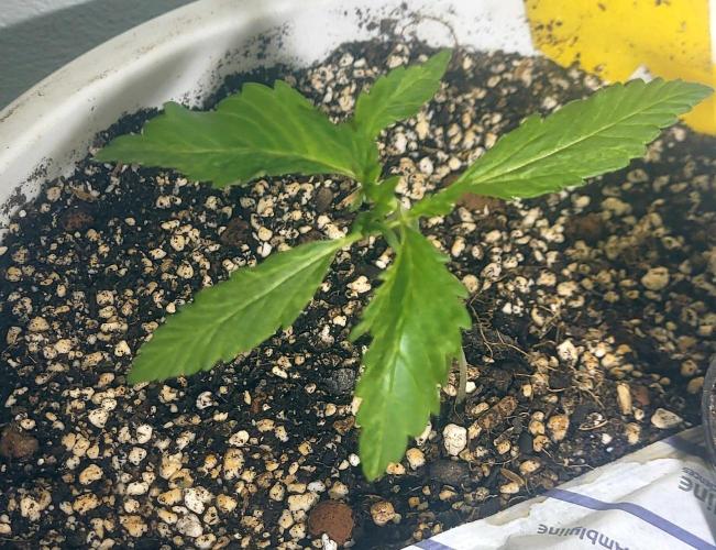 Firestarter - Born to Burn. Week 2