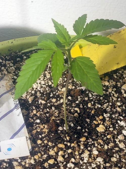 Firestarter - Born to Burn. Week 2