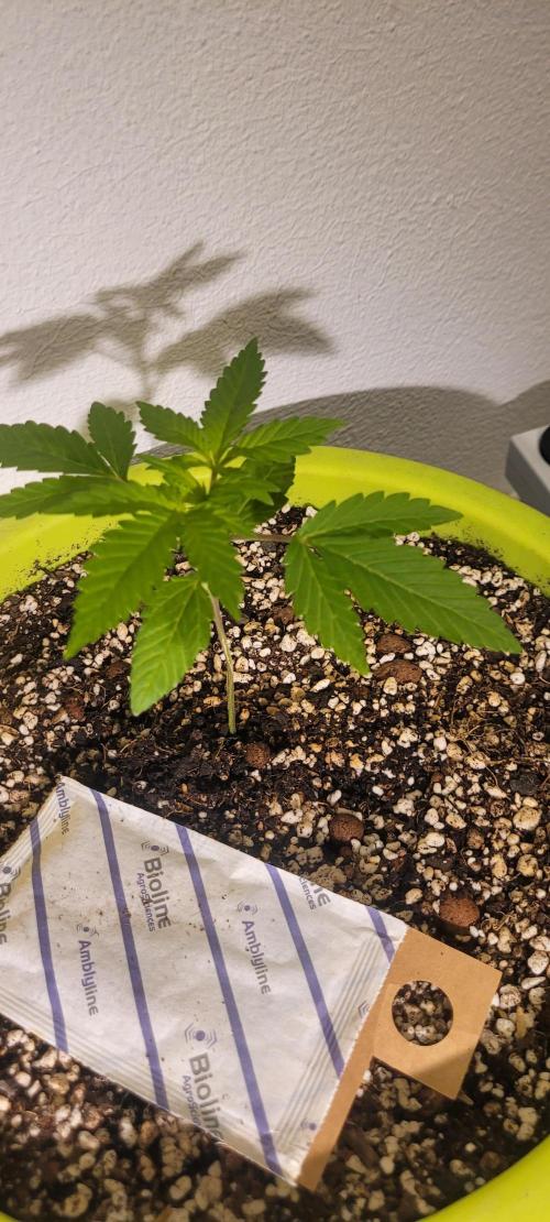 Firestarter - Born to Burn. Week 3