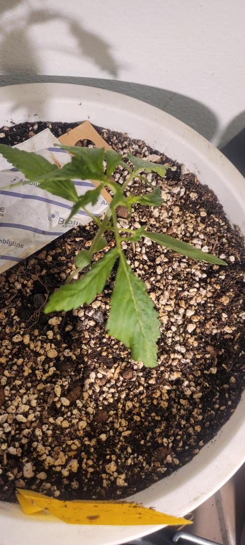 Firestarter - Born to Burn. Week 3