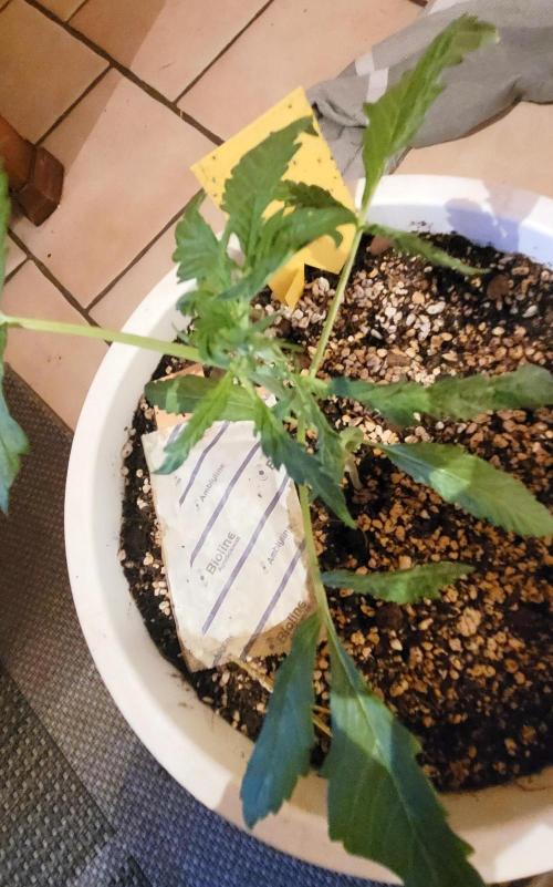 Firestarter - Born to Burn. Week 4