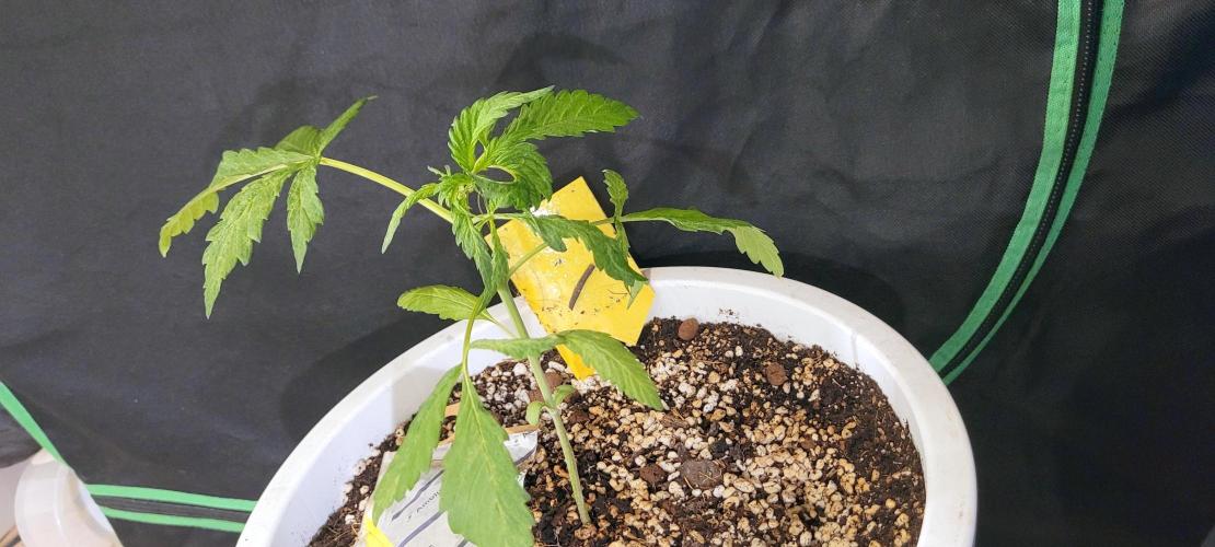 Firestarter - Born to Burn. Week 4