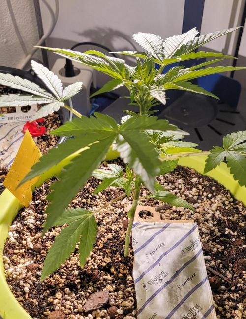 Firestarter - Born to Burn. Week 4