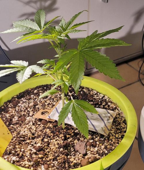 Firestarter - Born to Burn. Week 4