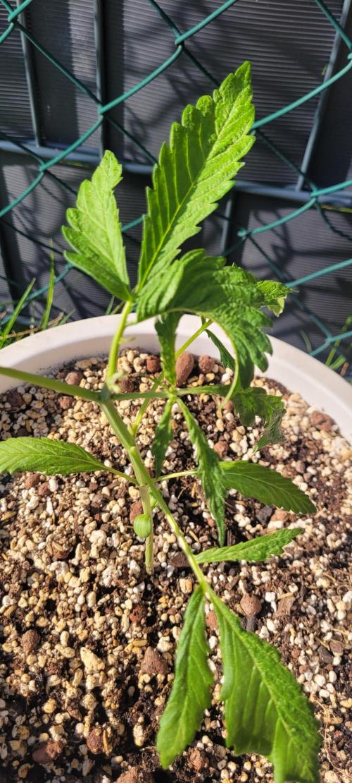 Firestarter - Born to Burn. Week 5