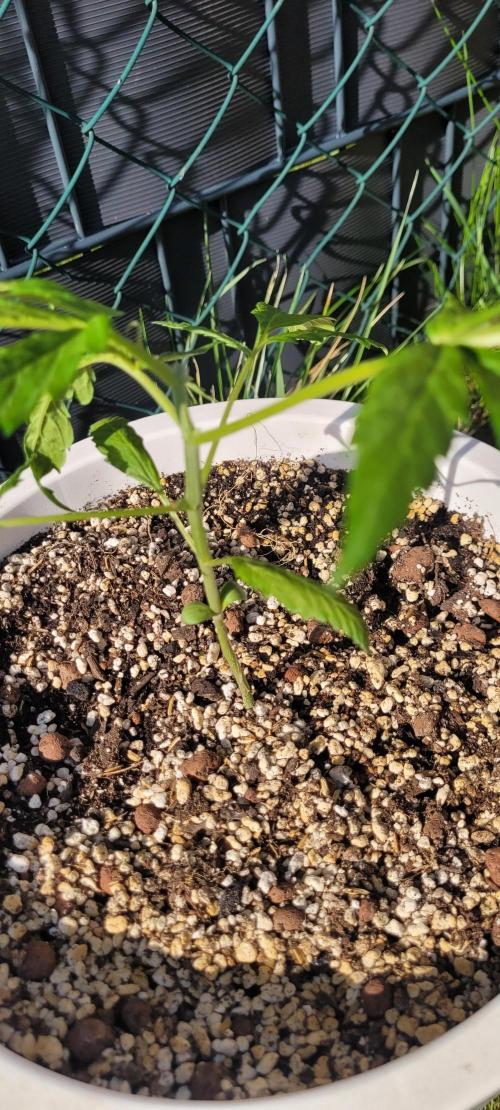 Firestarter - Born to Burn. Week 5