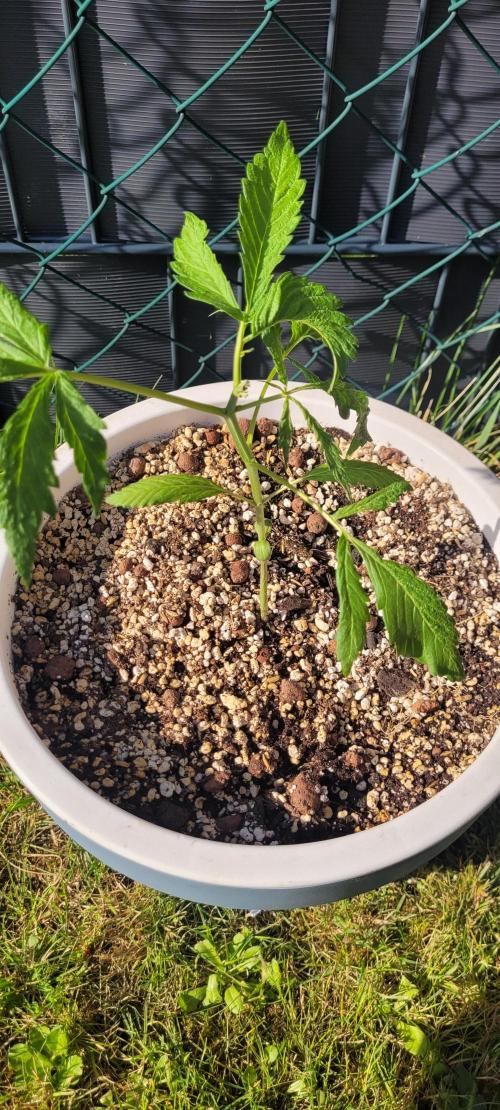 Firestarter - Born to Burn. Week 5