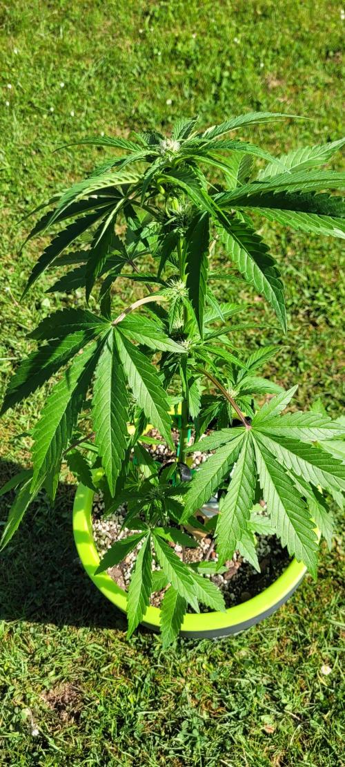 Firestarter - Born to Burn. Week 6