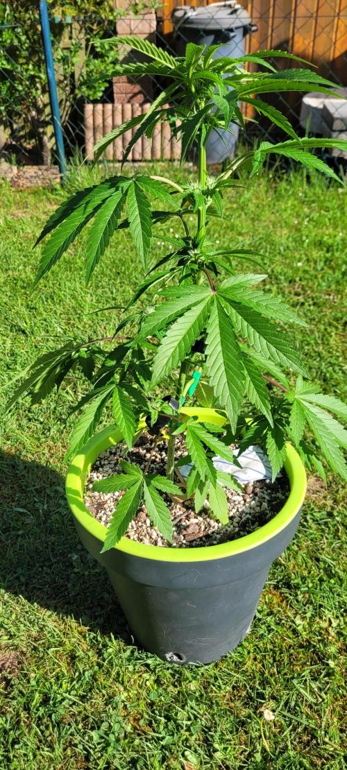 Firestarter - Born to Burn. Week 6