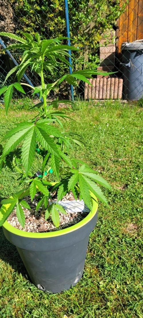 Firestarter - Born to Burn. Week 6