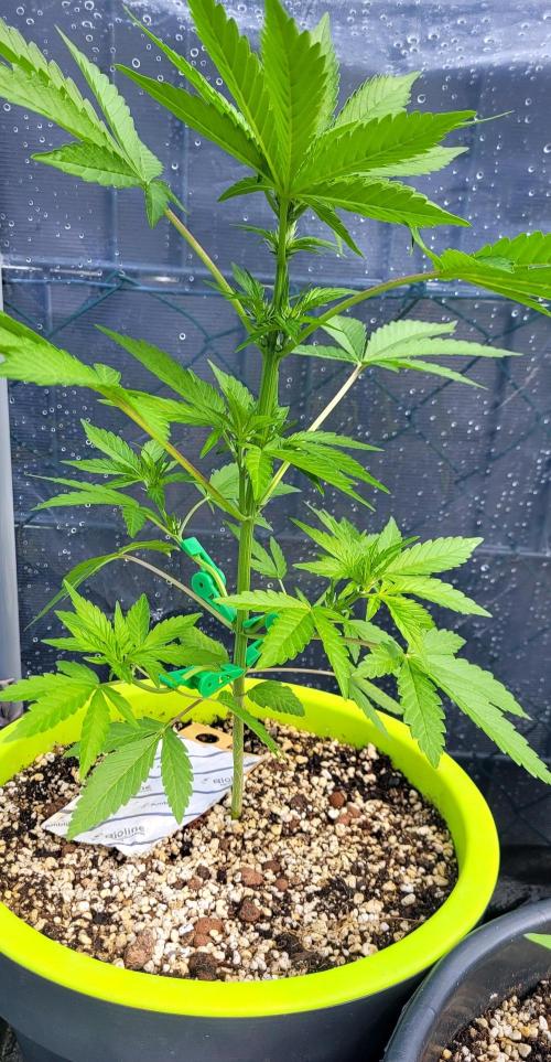 Firestarter - Born to Burn. Week 5