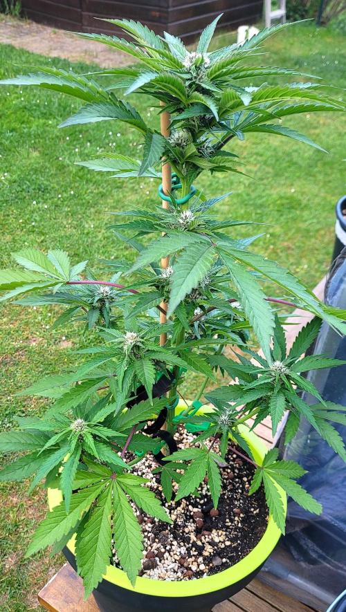 Firestarter - Born to Burn. Week 7