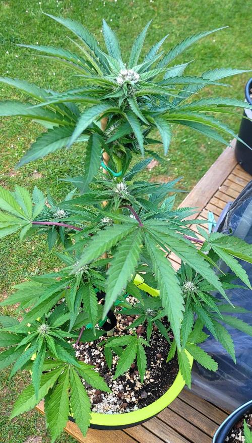 Firestarter - Born to Burn. Week 7