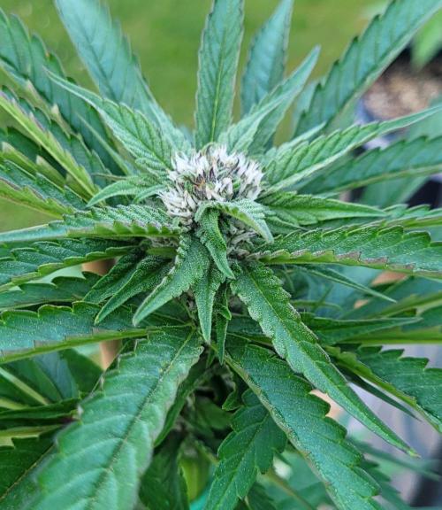 Firestarter - Born to Burn. Week 7