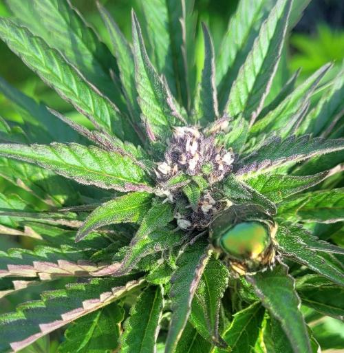Firestarter - Born to Burn. Week 8 - Beautiful rose chafer.. it has trichomes
