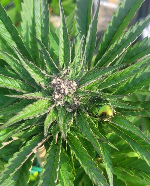 Firestarter - Born to Burn. Week 8 - Beautiful rose chafer.. it has trichomes