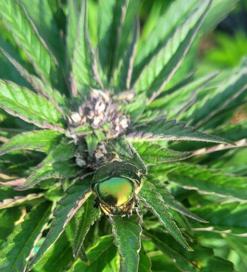 Firestarter - Born to Burn. Week 8 - Beautiful rose chafer.. it has trichomes